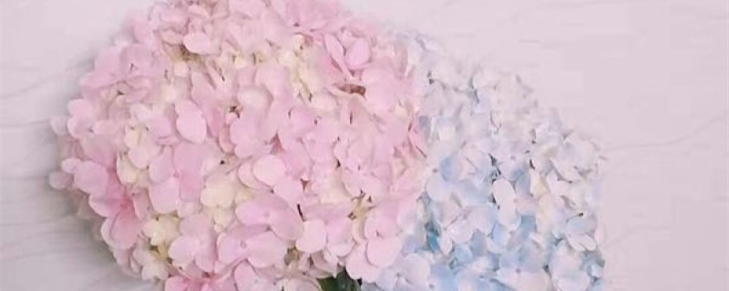 春季如何扦插八仙花 春季如何扦插八仙花