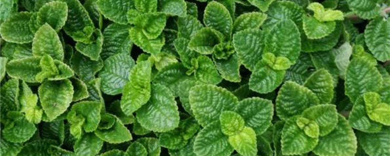 薄荷适合什么季节种 薄荷适合什么季节种