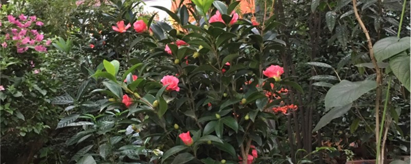 茶花如何在室内扦插