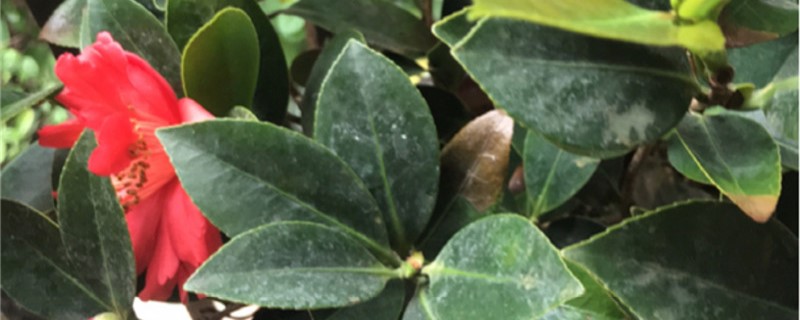 茶花如何水培扦插 茶花如何水培扦插