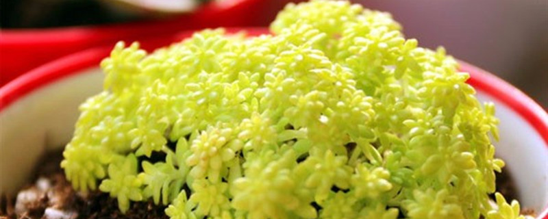 如何给黄金万年草浇水 如何给黄金万年草浇水