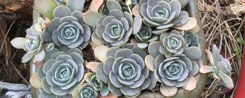 如何给子持年华浇水 如何给子持年华浇水