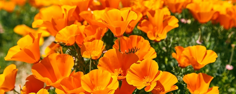如何给花菱草浇水 如何给花菱草浇水