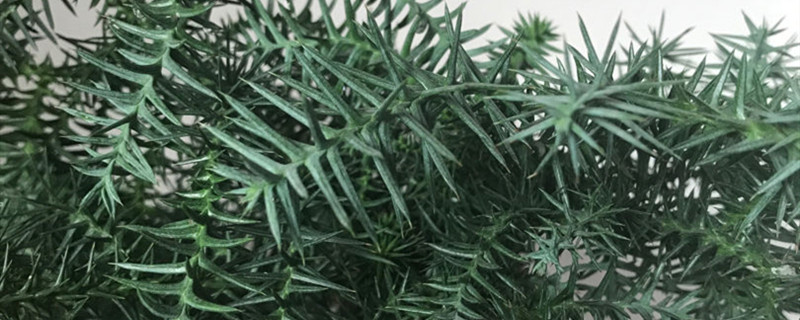 如何给南洋杉浇水 如何给南洋杉浇水