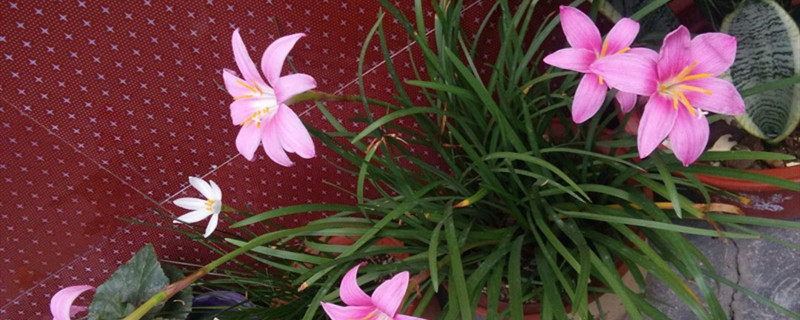 如何给韭菜莲浇水
