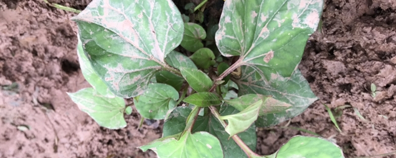 如何给鱼腥草浇水 如何给鱼腥草浇水