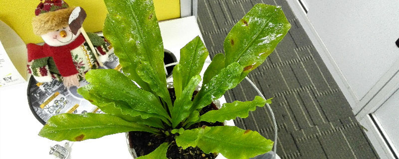 如何给鸟巢蕨浇水 如何给鸟巢蕨浇水