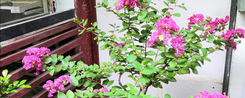 如何给紫薇花浇水 如何给紫薇花浇水