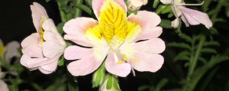 如何给蛾蝶花浇水 如何给蛾蝶花浇水