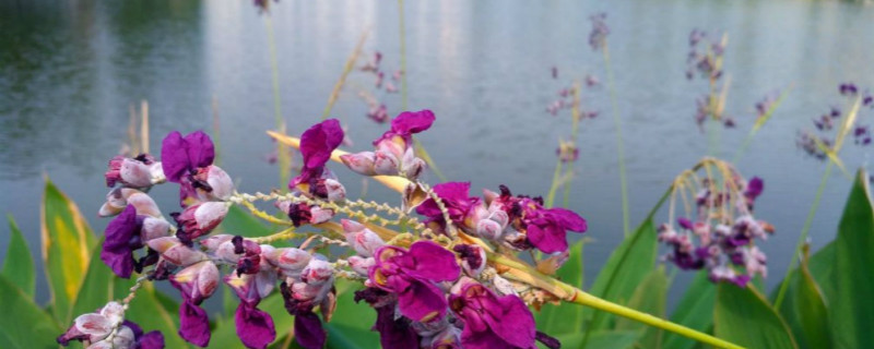 如何给再力花浇水 如何给再力花浇水