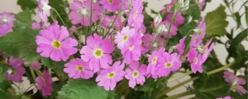 如何给四季樱草浇水 如何给四季樱草浇水