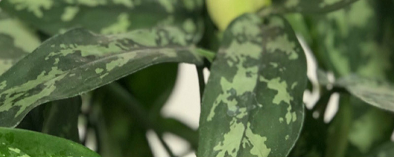 如何给花叶万年青浇水 如何给花叶万年青浇水