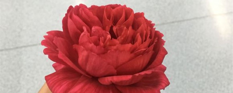 网购月季怎么缓苗 网购月季怎么缓苗