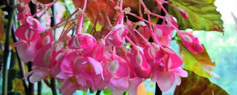 如何给竹节海棠浇水