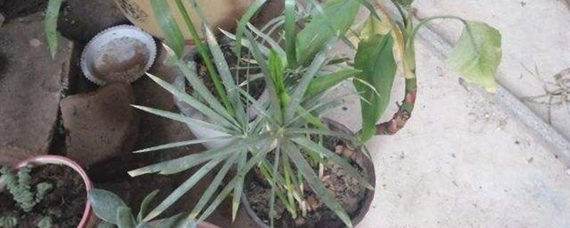 如何给旱伞草浇水 如何给旱伞草浇水