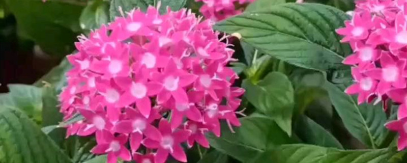 如何给繁星花浇水 如何给繁星花浇水