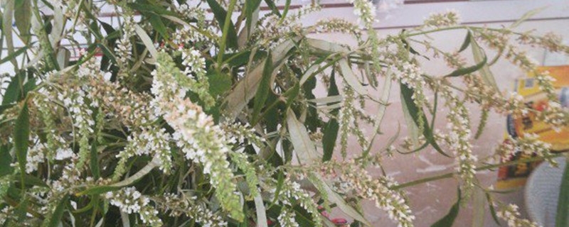 如何给醉鱼草浇水 如何给醉鱼草浇水