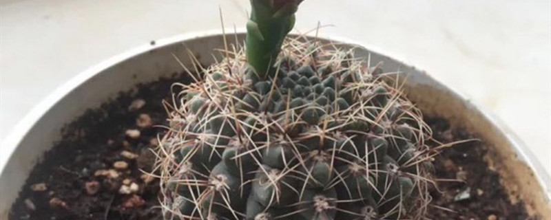 如何给绯花玉浇水 如何给绯花玉浇水