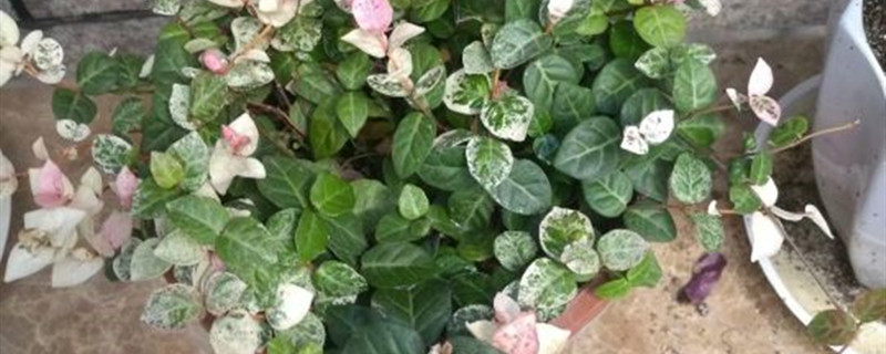 如何给花叶络石浇水 如何给花叶络石浇水