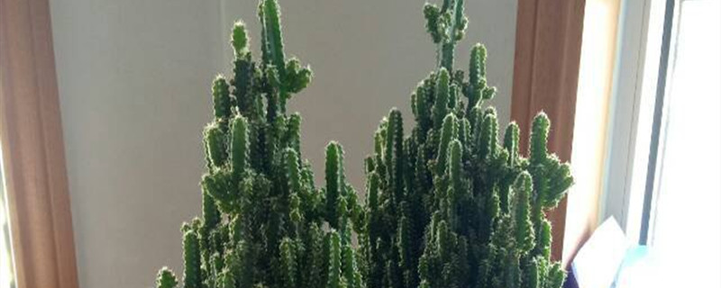 如何给万重山浇水 如何给万重山浇水