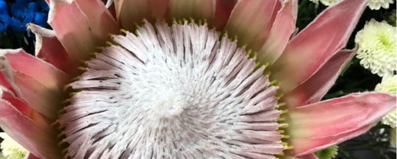 如何给帝王花浇水 如何给帝王花浇水