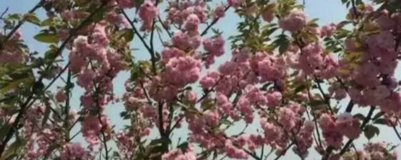 如何给日本晚樱浇水 如何给日本晚樱浇水
