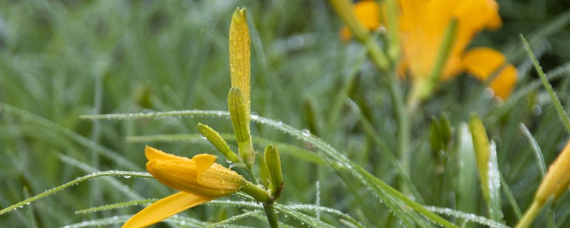 如何给黄花菜浇水 如何给黄花菜浇水