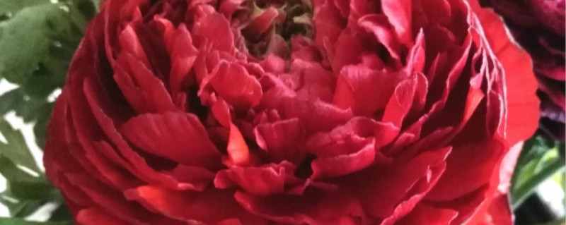 如何给芹叶牡丹浇水 如何给芹叶牡丹浇水
