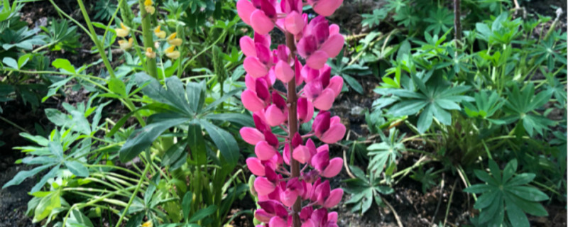 如何给鲁冰花浇水 如何给鲁冰花浇水