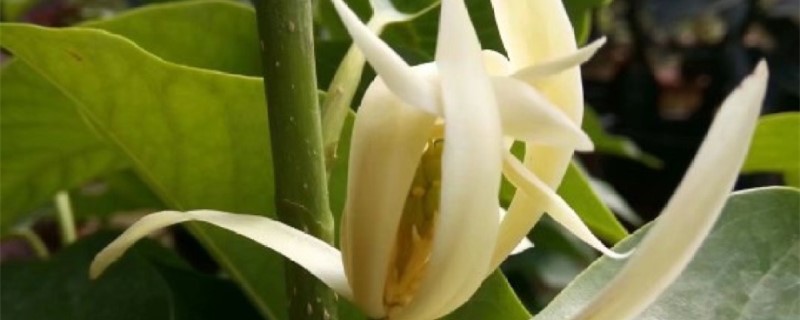 白兰花正常多久施肥 白兰花正常多久施肥