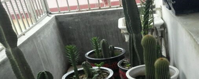 如何给仙人棒浇水 如何给仙人棒浇水