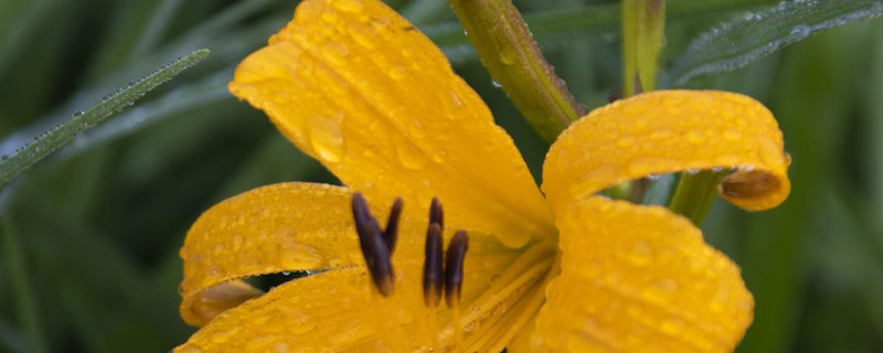 如何给萱草花浇水 如何给萱草花浇水