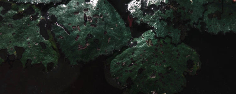 如何给荇菜浇水 如何给荇菜浇水
