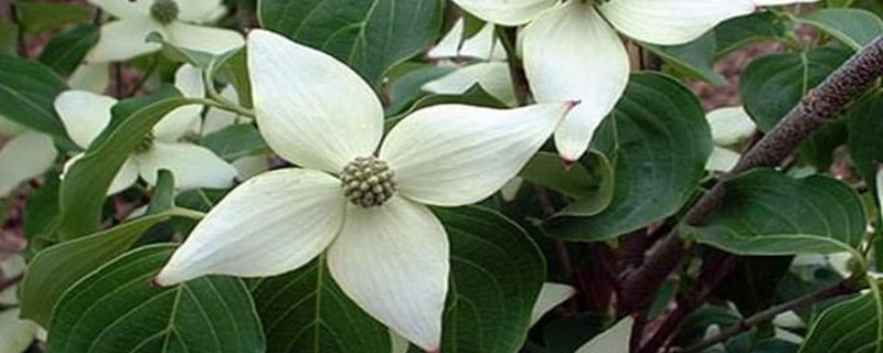 如何给四照花浇水 如何给四照花浇水