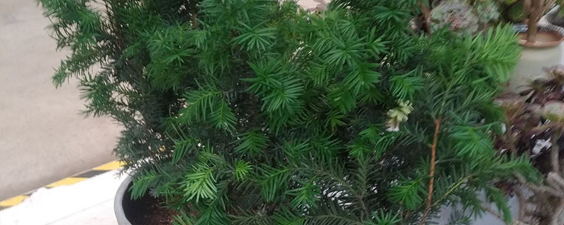 如何给曼地亚红豆杉浇水