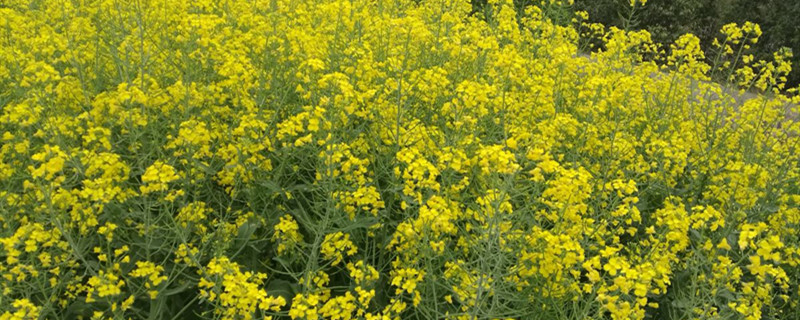 如何给油菜花浇水 如何给油菜花浇水