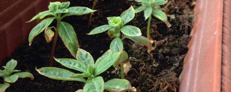 如何给茶花凤仙浇水 如何给茶花凤仙浇水