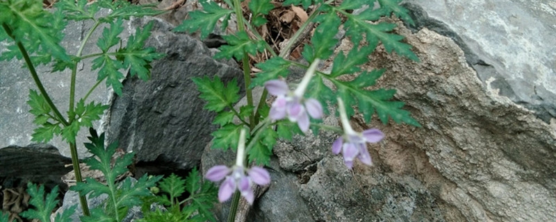 如何给还亮草浇水 如何给还亮草浇水