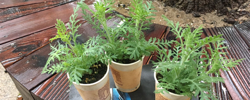如何给羽叶薰衣草浇水 如何给羽叶薰衣草浇水