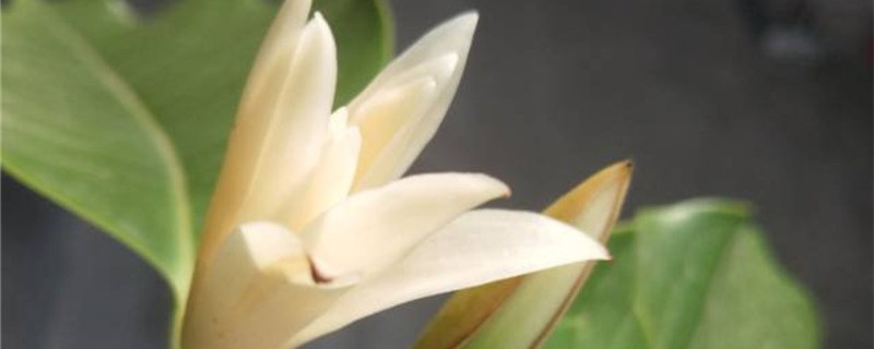 白兰花叶子下垂怎么办 白兰花叶子下垂怎么办