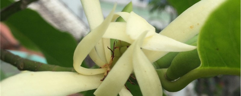 白兰花干叶子怎么办 白兰花干叶子怎么办
