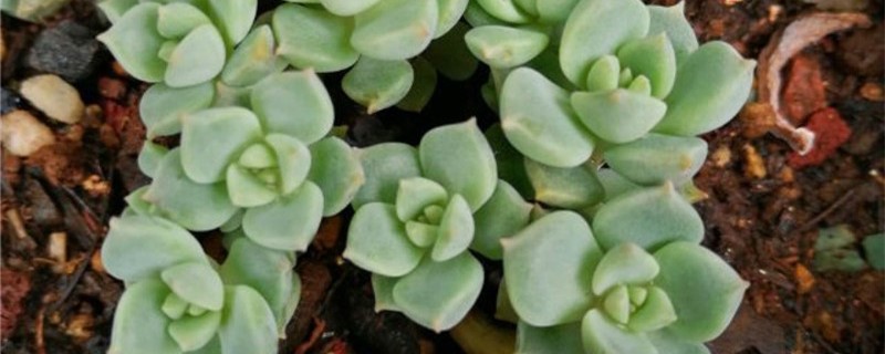白牡丹的花可以种吗 白牡丹的花可以种吗
