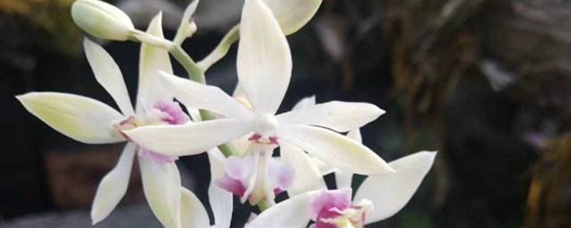 虾脊兰养多长时间会开花 虾脊兰养多长时间会开花