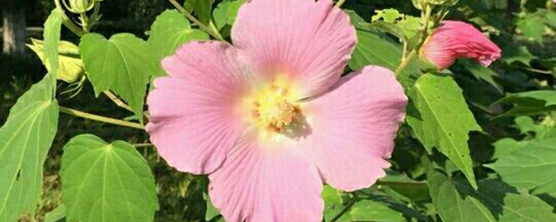 如何给芙蓉花浇水 如何给芙蓉花浇水