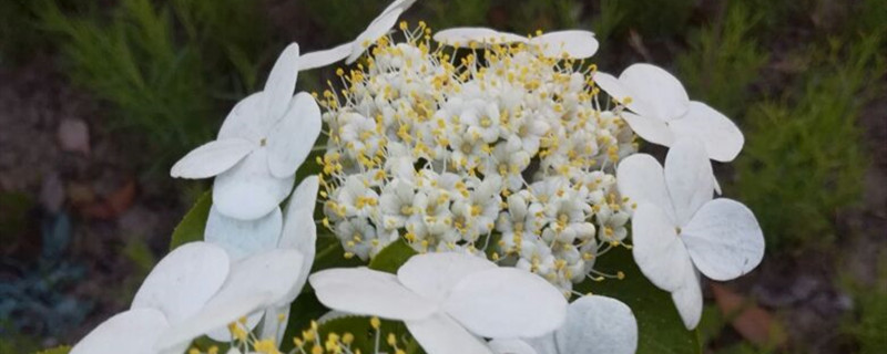 琼花养多长时间会开花 琼花养多长时间会开花