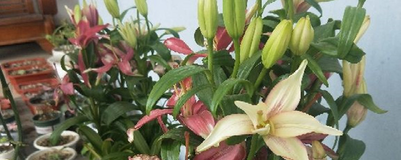 麝香百合养多长时间会开花 麝香百合养多长时间会开花