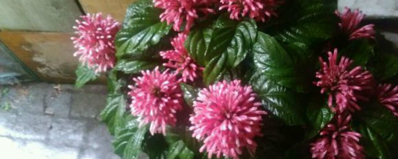 珊瑚花养多长时间会开花