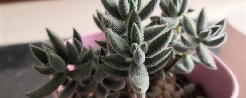 绒针(Crssul养多长时间会开花 绒针(Crssul养多长时间会开花