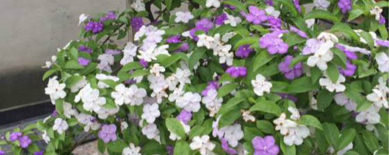 双色茉莉养多长时间会开花 双色茉莉养多长时间会开花