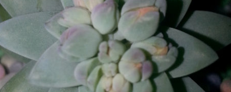 树冰养多长时间会开花 树冰养多长时间会开花